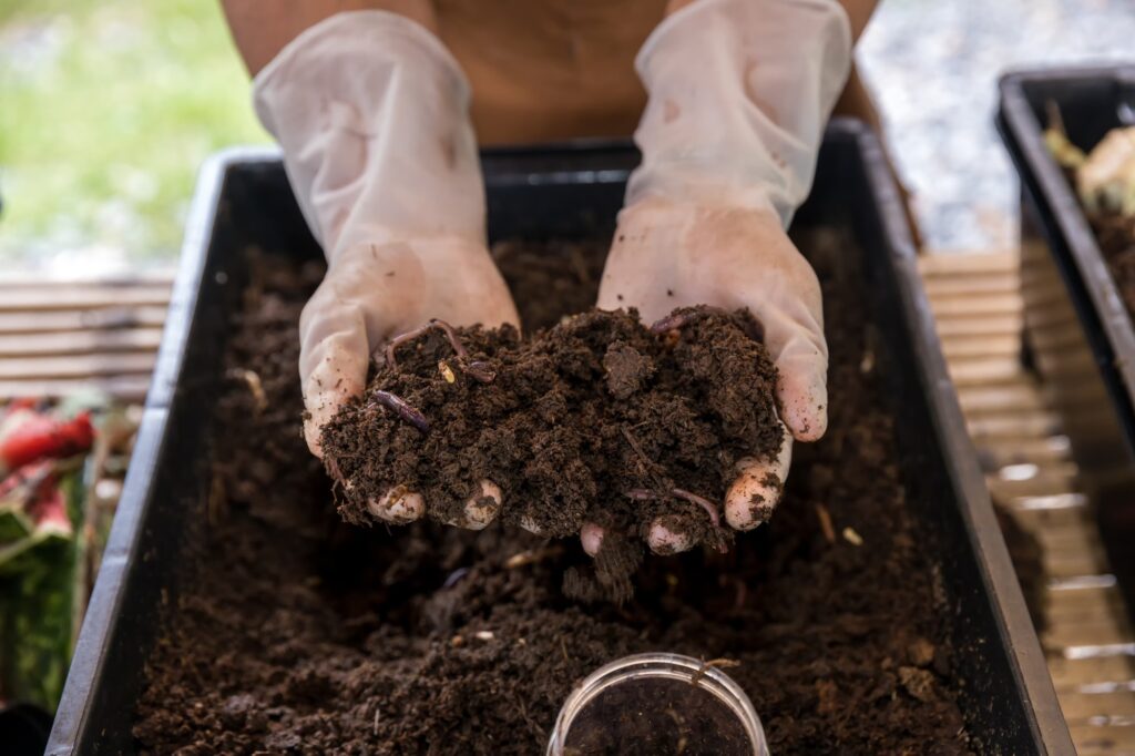 Earthworms on hand for organic fertilizer farming concept